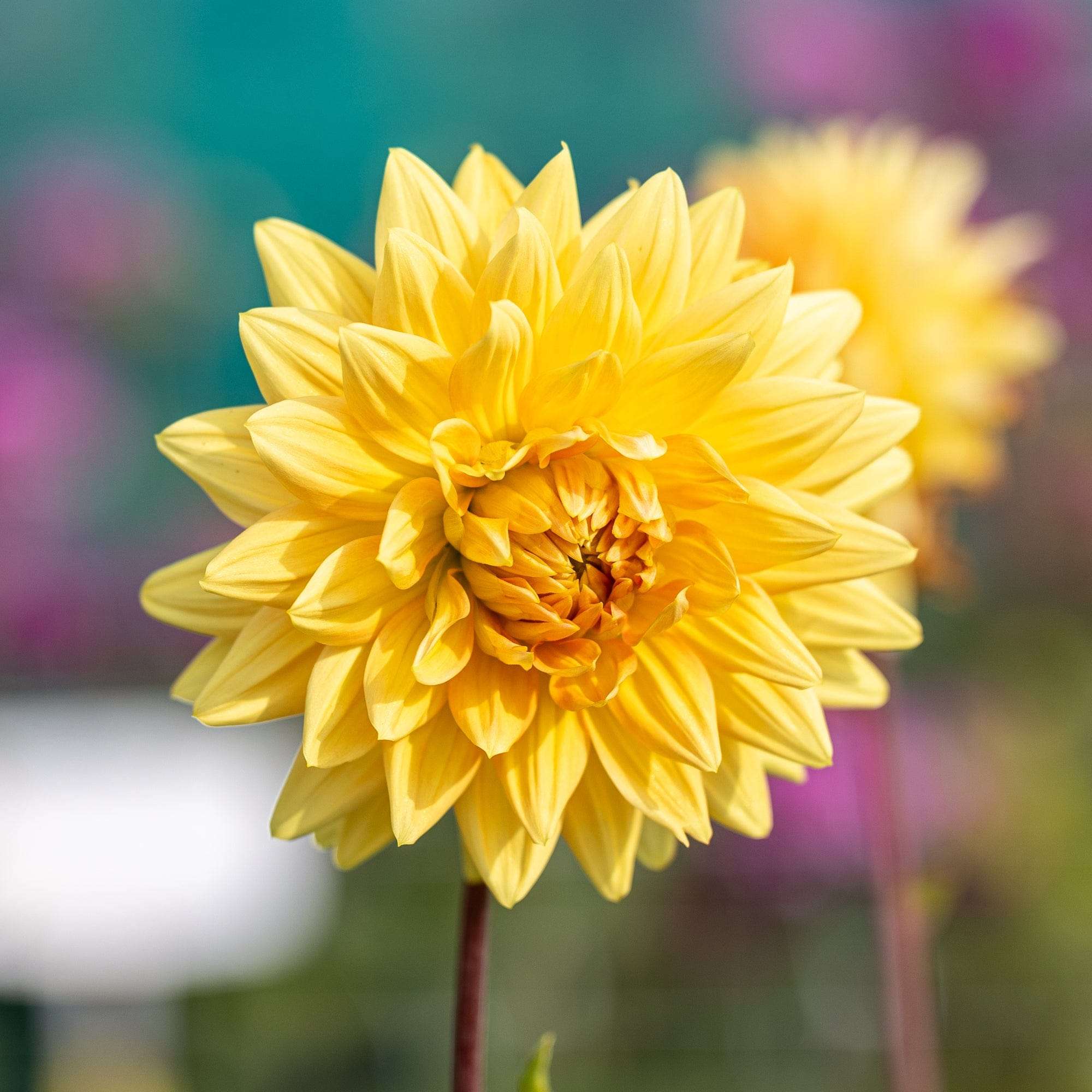 Dahlia 'Noordwijks Glorie'